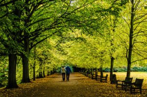 healthy habits - walking in nature -trees