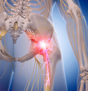 sciatic nerve