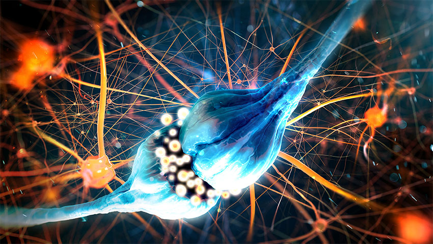 pain neurotransmission in synapse