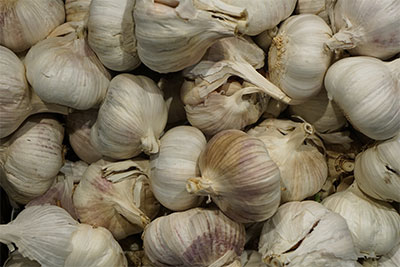 garlic