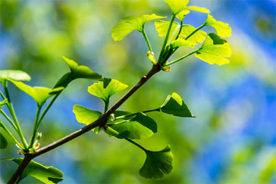 gingko biloba for poor circulation