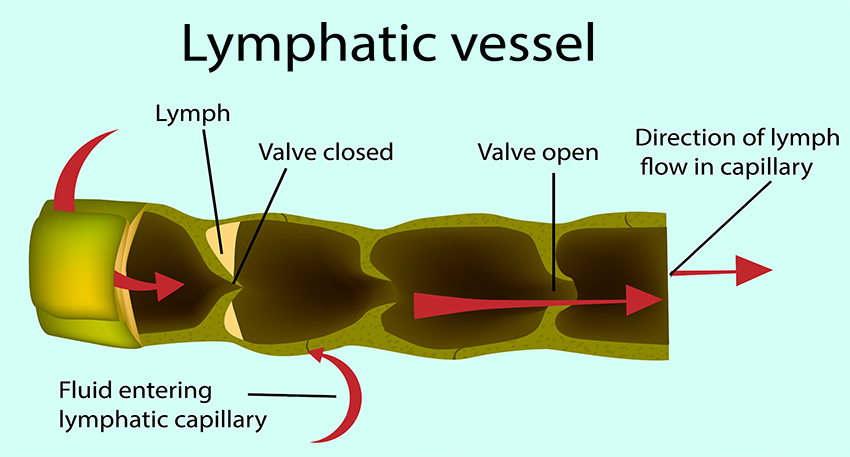 Lymphatic Vessel With Valve