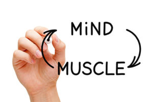 neuromuscular connection
